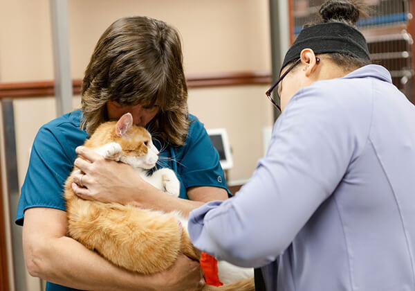 Veterinarian in Owosso, MI Veterinarian in Owosso, MI